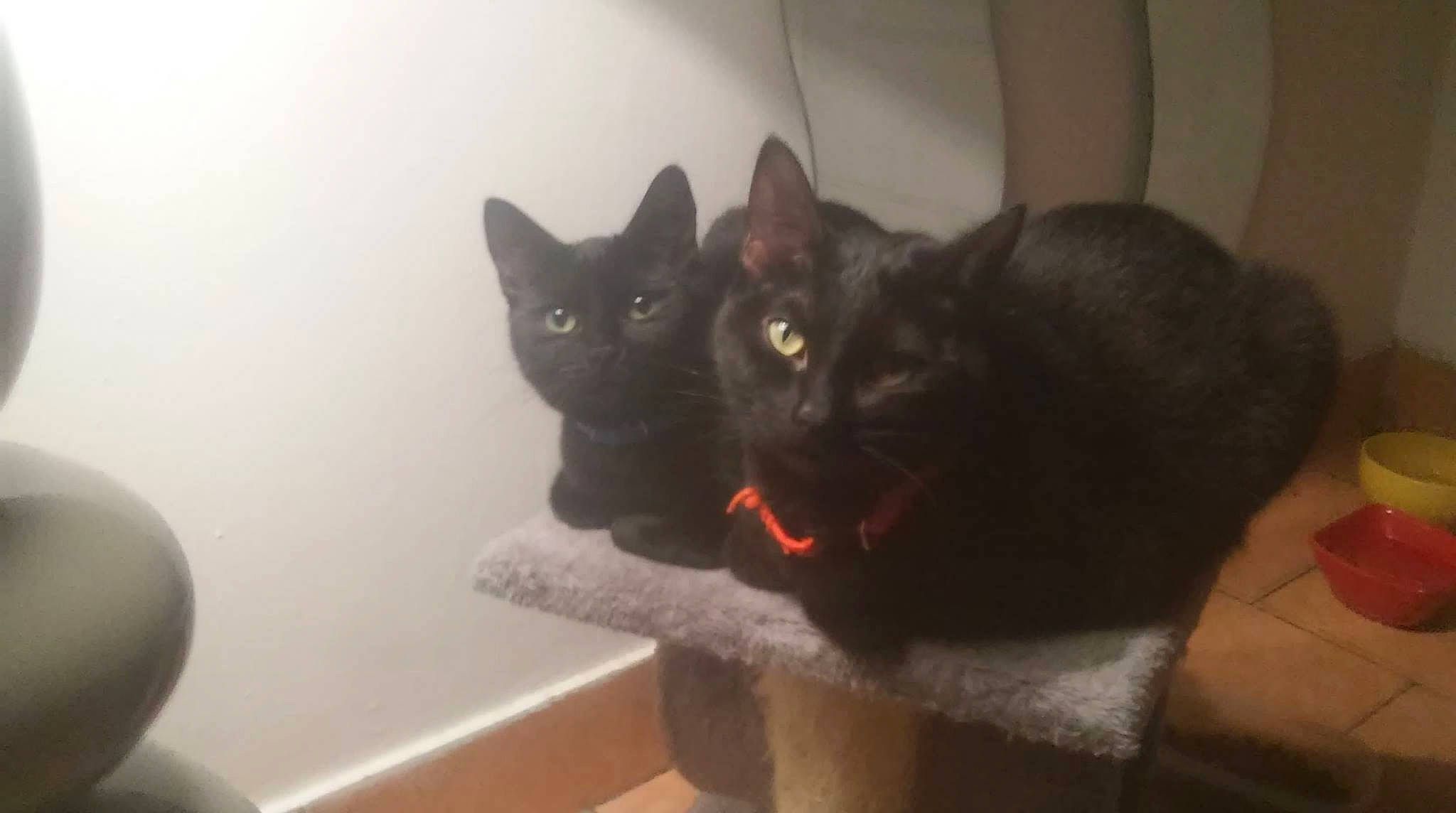 Charo Et Niglo a rejoint le concours — aidez-le/la à gagner de superbes lots ! black_cat, bombay, carnivore, cat, domestic_short_haired_cat, felidae, fur, grey, room, small_to_medium_sized_cats, snout, tail, whiskers