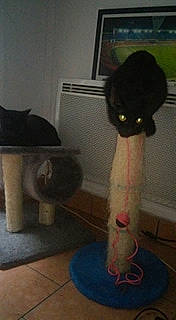 Charo Et Niglo a rejoint le concours — aidez-le/la à gagner de superbes lots ! black_cat, carnivore, cat, cat_supply, domestic_short_haired_cat, fawn, felidae, flooring, fur, grey, hardwood, mammal, room, small_to_medium_sized_cats, snout, stuffed_toy, tail, vertebrate, whiskers, wood