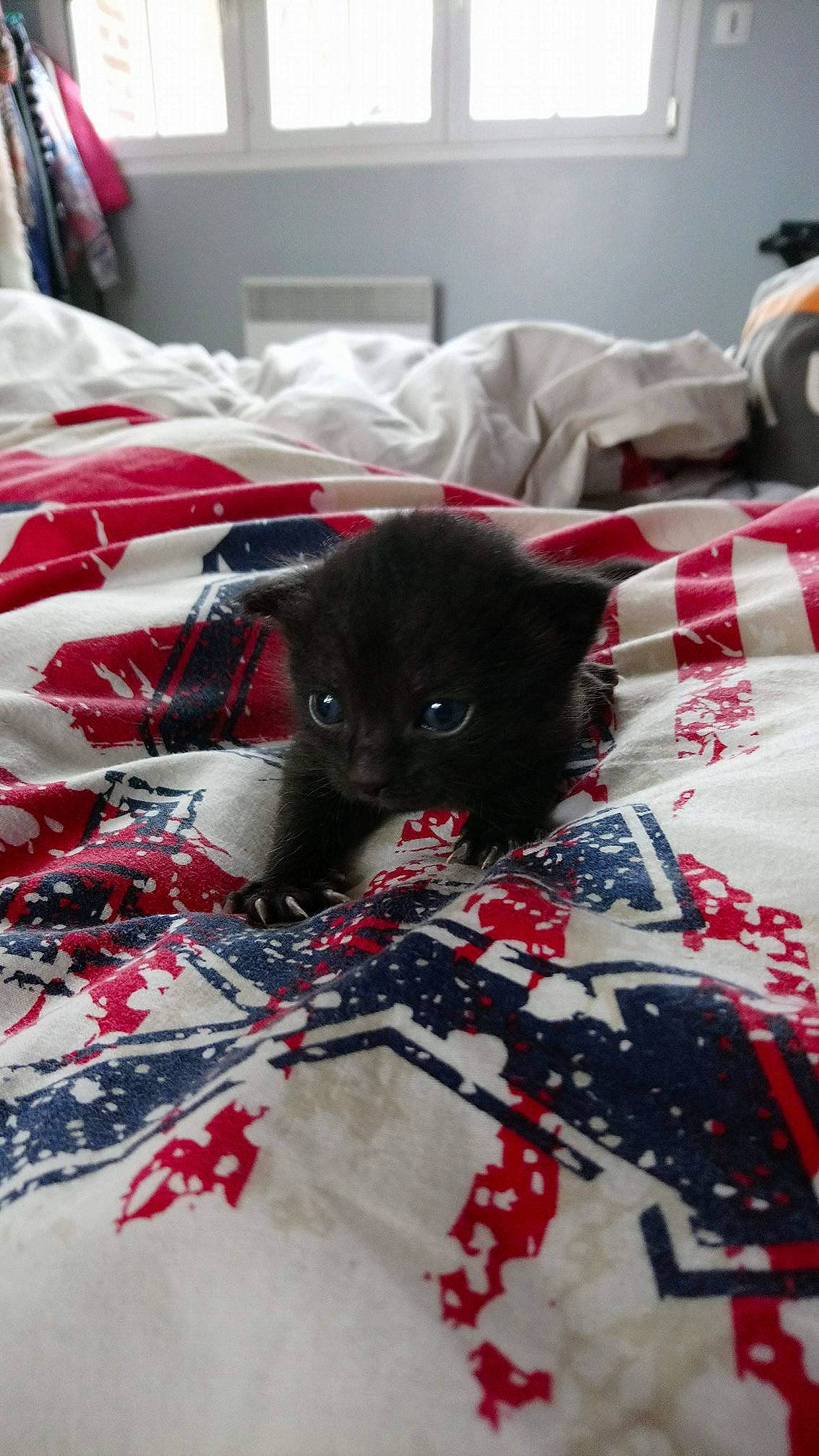 Charo Et Niglo participe au concours pour gagner de l'argent avec cette photo : bed, bedding, black_cat, bombay, carmine, carnivore, cat, comfort, domestic_short_haired_cat, felidae, flooring, fur, grey, linens, magenta, pattern, room, small_to_medium_sized_cats, textile, whiskers