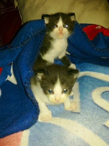 Niglo a rejoint le concours — aidez-le/la à gagner de superbes lots ! carnivore, cat, comfort, domestic_short_haired_cat, electric_blue, felidae, fur, lap, paw, room, small_to_medium_sized_cats, tail, whiskers