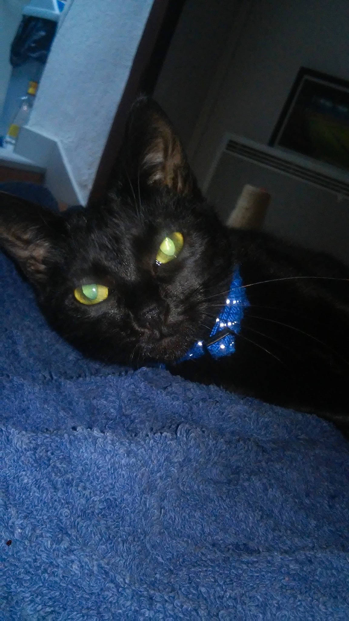 Niglo participe au concours pour gagner de l'argent avec cette photo : black_cat, bombay, carnivore, cat, comfort, darkness, domestic_short_haired_cat, electric_blue, felidae, fur, room, shipping_box, small_to_medium_sized_cats, tail, terrestrial_animal, whiskers