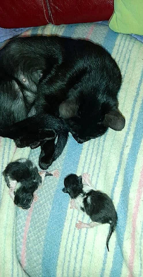 Niglo a rejoint le concours — aidez-le/la à gagner de superbes lots ! black, black_cat, canidae, carnivore, cat, comfort, companion_dog, dog_breed, fawn, felidae, flooring, fur, mammal, paw, small_to_medium_sized_cats, snout, sporting_group, tail, terrestrial_animal, vertebrate