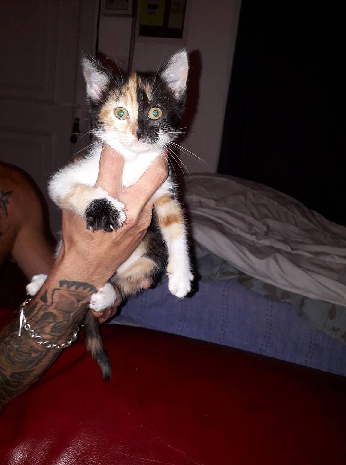 Koba a rejoint le concours — aidez-le/la à gagner de superbes lots ! box, carnivore, cat, comfort, domestic_short_haired_cat, fawn, felidae, flooring, foot, formal_wear, fur, human_leg, jewellery, lap, paw, sitting, small_to_medium_sized_cats, tail, thigh, whiskers