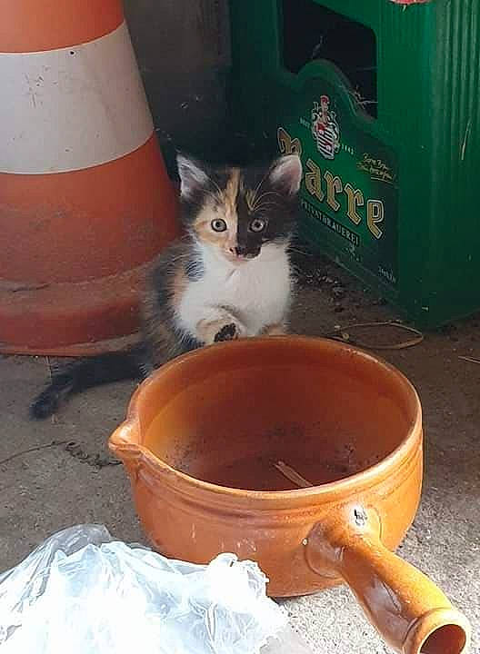 Koba participe au concours pour gagner de l'argent avec cette photo : animal_feed, bowl, bucket, carnivore, cat, cat_supply, cone, cookware_and_bakeware, domestic_short_haired_cat, drinking, felidae, gas, human_leg, pet_food, pet_supply, serveware, small_to_medium_sized_cats, tableware, tail, whiskers
