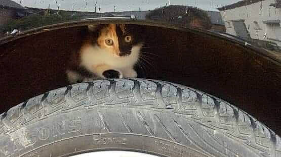 Koba a rejoint le concours — aidez-le/la à gagner de superbes lots ! alloy_wheel, automotive_design, automotive_exterior, automotive_tire, bicycle_tire, bumper, carnivore, cat, fender, motor_vehicle, plant, rim, rolling, synthetic_rubber, tire, tread, vehicle, wheel, window, wood