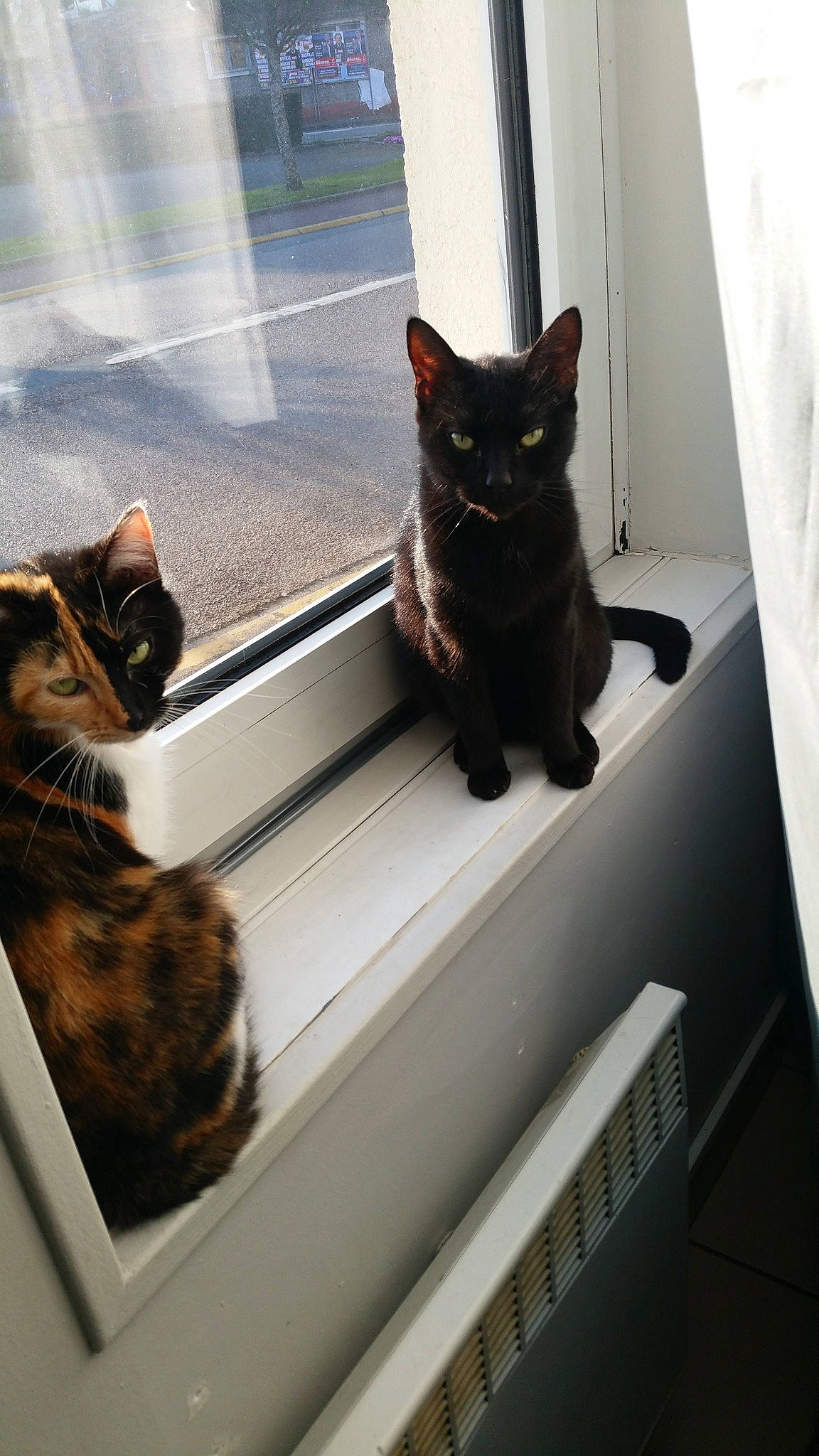 Koba a rejoint le concours — aidez-le/la à gagner de superbes lots ! black_cat, bombay, carnivore, cat, comfort, domestic_short_haired_cat, felidae, flooring, fur, grey, light, mammal, metal, paw, small_to_medium_sized_cats, snout, stairs, tail, whiskers, window