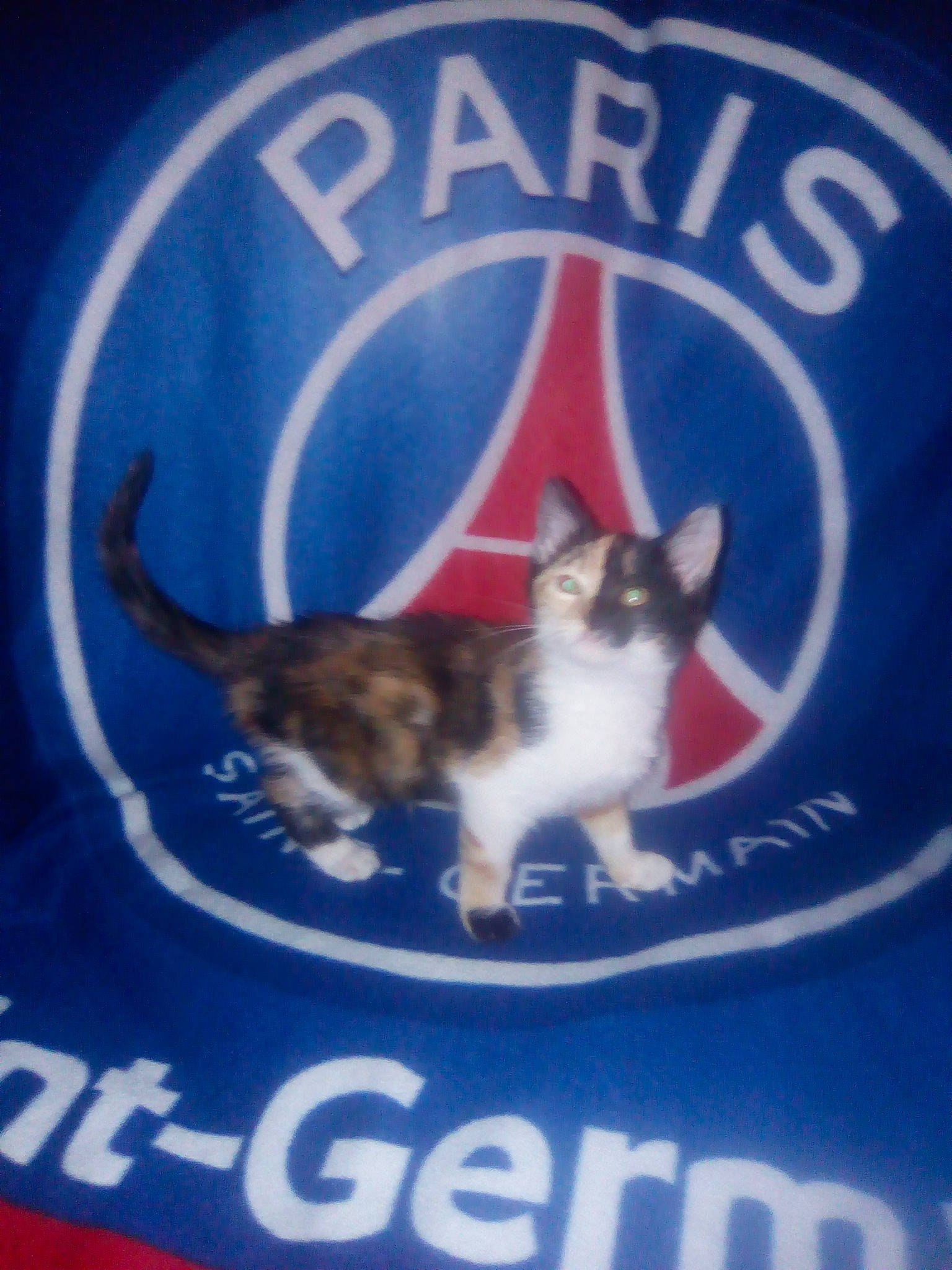 Koba participe au concours pour gagner de l'argent avec cette photo : advertising, carnivore, cat, cat_supply, domestic_short_haired_cat, electric_blue, felidae, font, gas, graphics, logo, paw, pet_supply, photo_caption, poster, rectangle, small_to_medium_sized_cats, tail, tree, whiskers