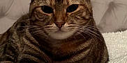 Toulouse a rejoint le concours — aidez-le/la à gagner de superbes lots ! cat, tabby, pet, animal, feline, whiskers, ears, paws, fur, striped, bed, blanket, cozy, indoor, resting, cute, closeup, portrait, relaxed, domestic