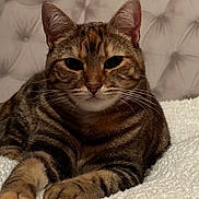 Toulouse participe au concours pour gagner de l'argent avec cette photo : cat, tabby, pet, animal, feline, whiskers, ears, paws, fur, striped, bed, blanket, cozy, indoor, resting, cute, closeup, portrait, relaxed, domestic