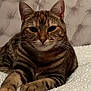 cat, tabby, pet, animal, feline, whiskers, ears, paws, fur, striped, bed, blanket, cozy, indoor, resting, cute, closeup, portrait, relaxed, domestic
