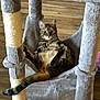 cat, tabby_cat, cat_tree, hammock, relaxed, indoor, pet, animal, feline, wood_floor, fur, whiskers, ears, tail, looking_at_camera, cozy, comfortable, home, resting, playful