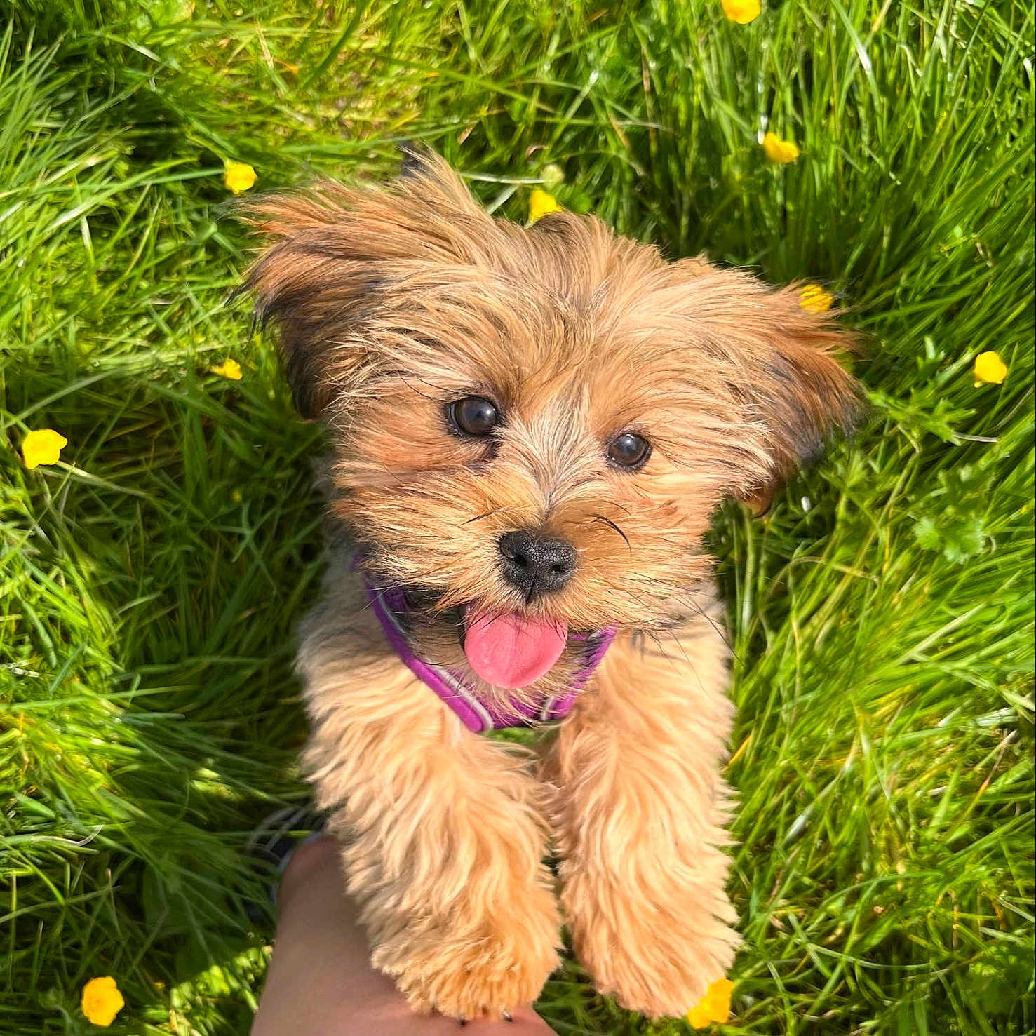 Nala is registered to the contest to win money with this photo: animal, canine, dog, face, field, flower, grass, grassland, head, herbal, herbs, lawn, nature, outdoors, person, pet, plant, puppy, rock, vegetation