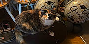 Trixie joined the competition — help win amazing prizes! cat, calico_cat, guitar_case, chair, balloon, graduation_balloon, wood_floor, indoor, furniture, pet, curious, household_items, shoes, box, metal_bowl, wood_table, domestic_animal, tabby_cat, black_white, orange_white