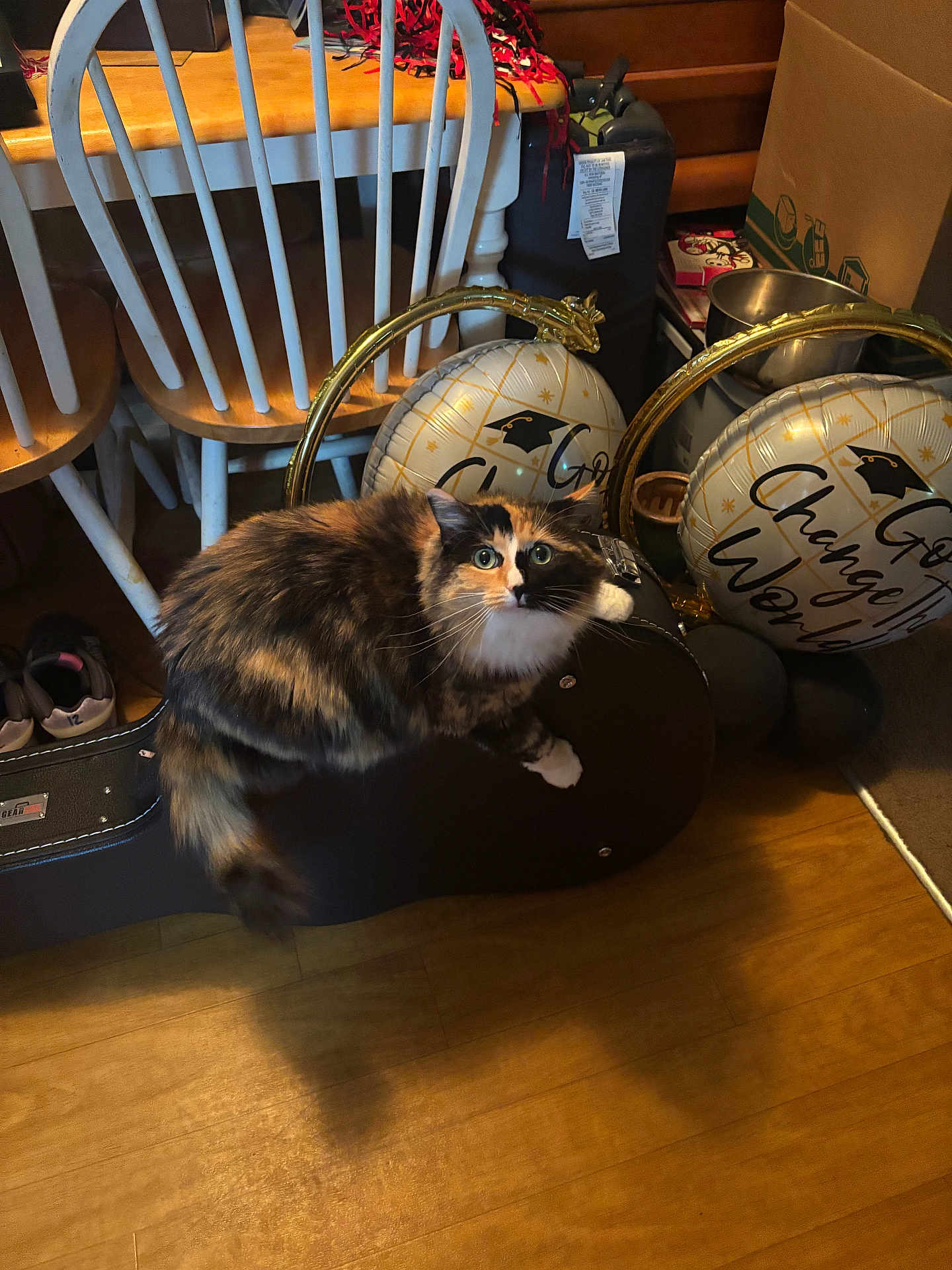 Trixie joined the competition — help win amazing prizes! cat, calico_cat, guitar_case, chair, balloon, graduation_balloon, wood_floor, indoor, furniture, pet, curious, household_items, shoes, box, metal_bowl, wood_table, domestic_animal, tabby_cat, black_white, orange_white