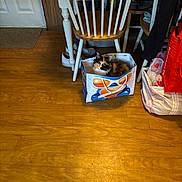 Trixie is registered to the contest to win money with this photo: cat, calico_cat, paper_bag, wooden_floor, chair, shoes, table, indoor, household_items, bag, floor, furniture, pet, cozy, domestic, calico, animal, resting, curious, colorful