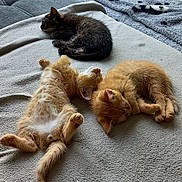 Sezille Chrystèle participe au concours pour gagner de l'argent avec cette photo : animal, black_cat, blanket, cat, cozy, cute, daylight, feline, fur, home, indoor, kitten, nap, orange_cat, pet, relaxation, resting, sleeping, window, wooden_deck
