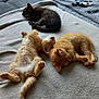 animal, black_cat, blanket, cat, cozy, cute, daylight, feline, fur, home, indoor, kitten, nap, orange_cat, pet, relaxation, resting, sleeping, window, wooden_deck