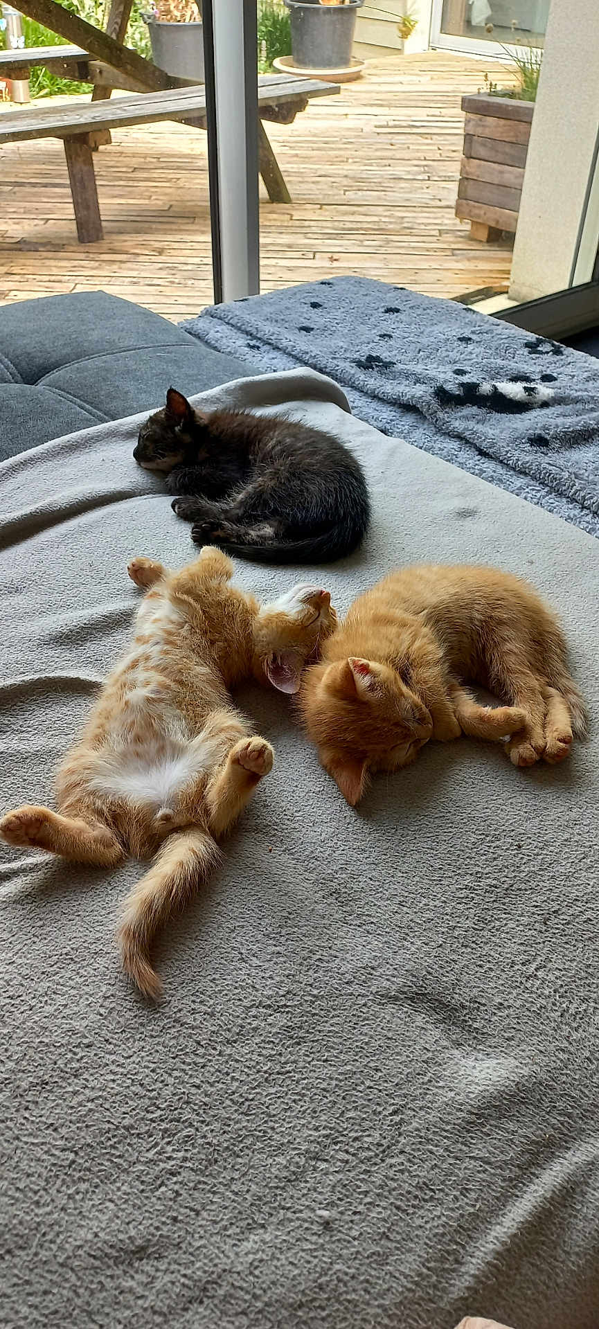 Sezille Chrystèle participe au concours pour gagner de l'argent avec cette photo : animal, black_cat, blanket, cat, cozy, cute, daylight, feline, fur, home, indoor, kitten, nap, orange_cat, pet, relaxation, resting, sleeping, window, wooden_deck