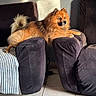 Oxo participe au concours pour gagner de l'argent avec cette photo : dog, fluffy, brown, armchair, furniture, sunlight, window_shadow, indoor, pet, relaxed, living_room, tile_floor, cozy, resting, canine, fur, tail, paw, domestic, comfortable