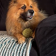Oxo participe au concours pour gagner de l'argent avec cette photo : dog, pet, fluffy, tennis_ball, blanket, couch, indoor, furniture, animal, brown_fur, paw, resting, alert, canine, looking_away, cozy, domestic_animal, companion, soft_texture, relaxed