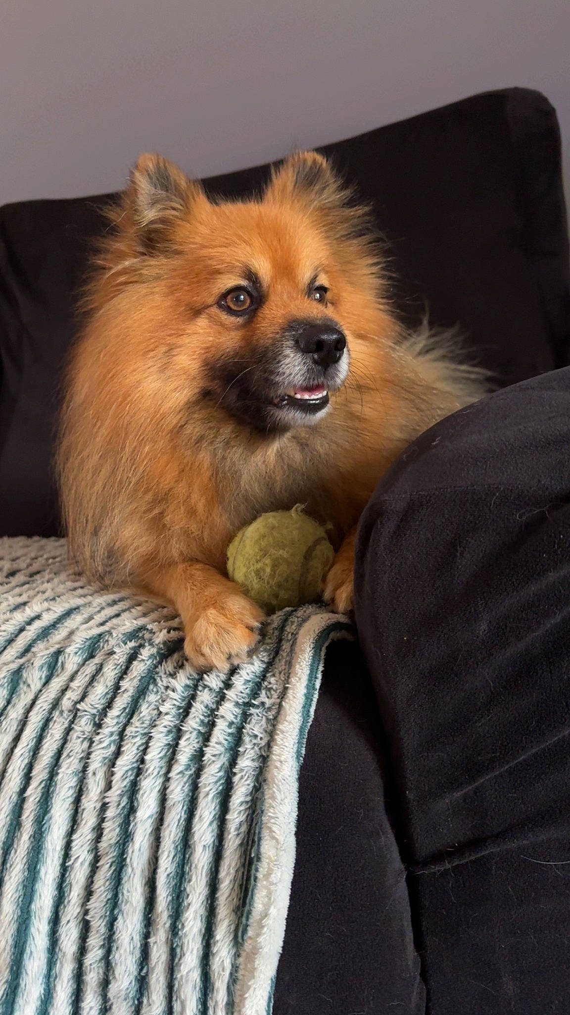 Oxo a rejoint le concours — aidez-le/la à gagner de superbes lots ! canidae, carnivore, comfort, companion_dog, dog, dog_breed, dog_supply, fawn, fur, german_spitz, liver, pomeranian, snout, spitz, sporting_group, terrestrial_animal, toy_dog, volpino_italiano, whiskers, working_animal