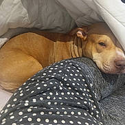 Mira a rejoint le concours — aidez-le/la à gagner de superbes lots ! animal, blanket, brown_dog, comfort, companion, cozy, cuddling, dog, domestic_animal, fur, gray_clothing, indoor, leg, pet, polka_dot, relaxation, resting, sleepy, snuggling, warm