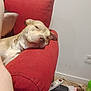 Mira participe au concours pour gagner de l'argent avec cette photo : armrest, canine, casual, couch, cozy, dog, floor, furniture, green_bottle, household, indoor, living_room, papers, pet, power_strip, red_couch, relaxed, resting, sleeping, wall_socket