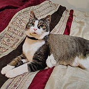 California Ozzeigh is registered to the contest to win money with this photo: bedspread, cat, close_up, collar, comfortable, cute, domestic_animal, feline, fur, green_eyes, indoor, lying_down, patterned_fabric, pet, portrait, relaxed, soft_lighting, tabby, whiskers, white_fur