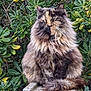 animal, bush, cat, eyes, feline, fluffy, fur, greenery, long_hair, nature, outdoor, pet, plants, portrait, sitting, stone_pedestal, tail, tortoiseshell_cat, whiskers, wildlife
