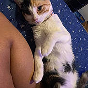 Callie is registered to the contest to win money with this photo: cat, calico_cat, pet, animal, feline, lying_down, bed, blanket, human_arm, relaxed, cute, indoor, collar, fur, paw, resting, cozy, closeup, sleepy, domestic_animal