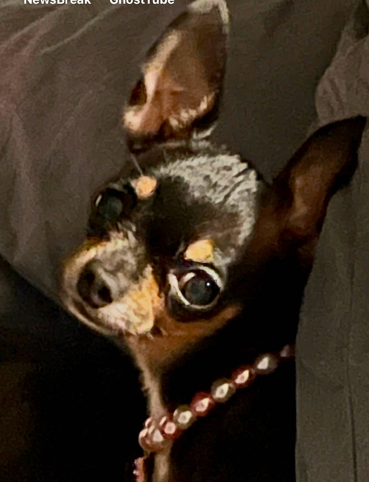 Ava is registered to the contest to win money with this photo: canidae, carnivore, chihuahua, collar, companion_dog, dog, dog_breed, dog_collar, ear, fashion_accessory, fawn, fur, liver, metal, snout, sporting_group, terrestrial_animal, toy_dog, whiskers, working_animal