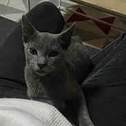 Arlo a rejoint le concours — aidez-le/la à gagner de superbes lots ! animal, cat, cozy, curious, feline, gray_cat, home, indoor, jeans, lap, legs, living_room, person, pet, relaxing, resting, rug, table, white_sweater, wooden_table