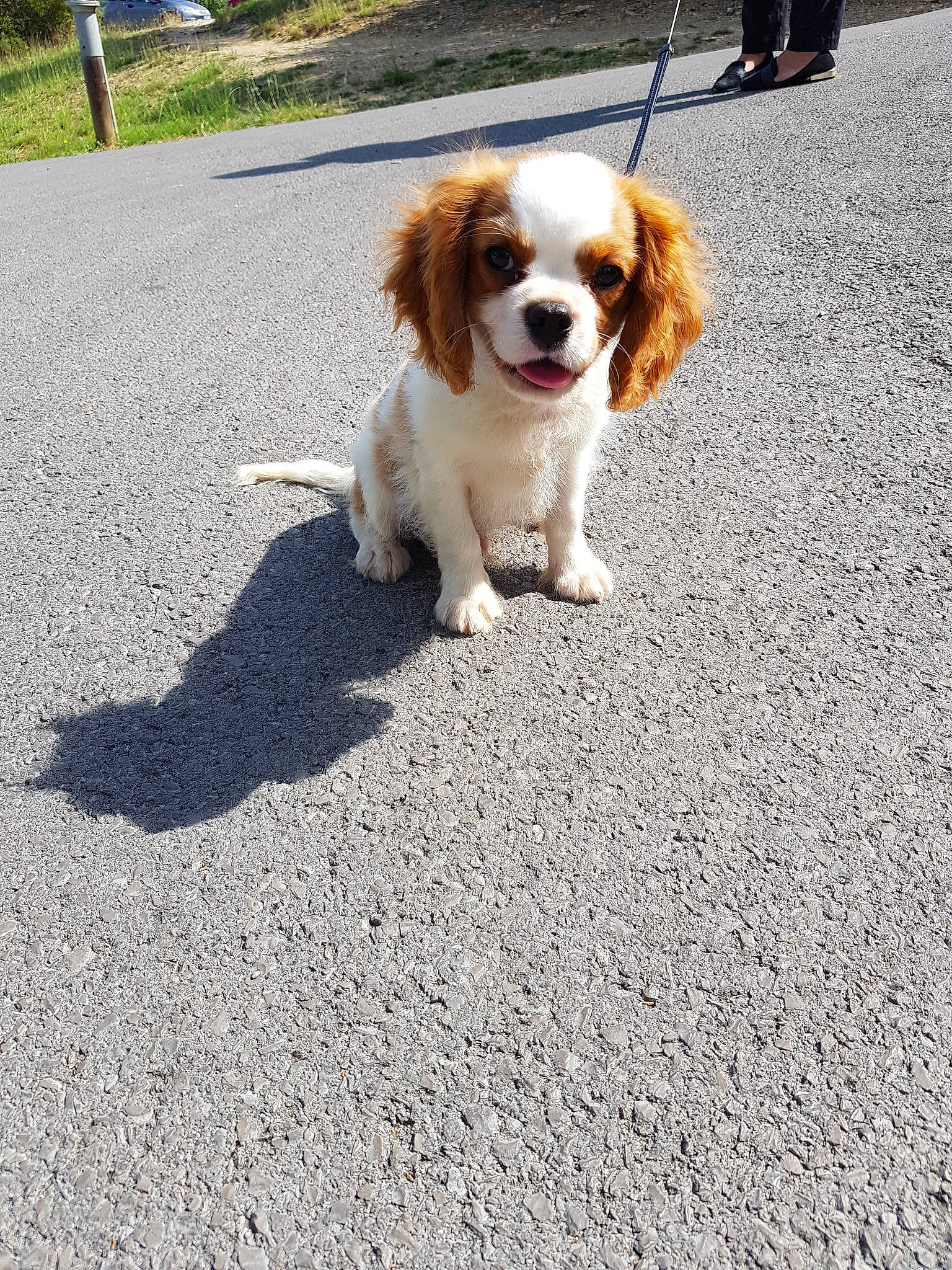 Opie a rejoint le concours — aidez-le/la à gagner de superbes lots ! carnivoran, cavachon, cavalier_king_charles_spaniel, companion_dog, dog, dog_breed, dog_breed_group, dog_like_mammal, king_charles_spaniel, snout, spaniel, sporting_group