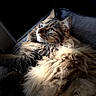 Rocket participe au concours pour gagner de l'argent avec cette photo : cat, fluffy, long_hair, feline, pet, window, indoor, resting, soft_texture, fur, close_up, relaxed, animal, looking_away, natural_light, cozy, portrait, mammal, whiskers, ears