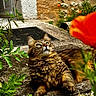 Rocket a rejoint le concours — aidez-le/la à gagner de superbes lots ! cat, tabby, fluffy, outdoor, garden, flower, orange_flower, greenery, stone_path, relaxing, animal, pet, nature, plants, whiskers, feline, fur, daylight, curious, closeup