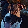 Hadès participe au concours pour gagner de l'argent avec cette photo : dog, canine, pet, animal, tongue_out, happy, portrait, closeup, outdoor, nature, sunlight, warm_light, fall_colors, ears, black_and_white, fur, eyes, expression, background_blur, friendly