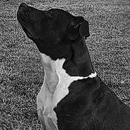 Hadès participe au concours pour gagner de l'argent avec cette photo : dog, black_and_white, grass, outdoor, pet, animal, sitting, portrait, canine, nature, vignette, alert, fur, side_view, mammal, companion, domestic_animal, looking_up, monochrome, quiet