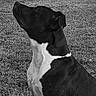 dog, black_and_white, grass, outdoor, pet, animal, sitting, portrait, canine, nature, vignette, alert, fur, side_view, mammal, companion, domestic_animal, looking_up, monochrome, quiet