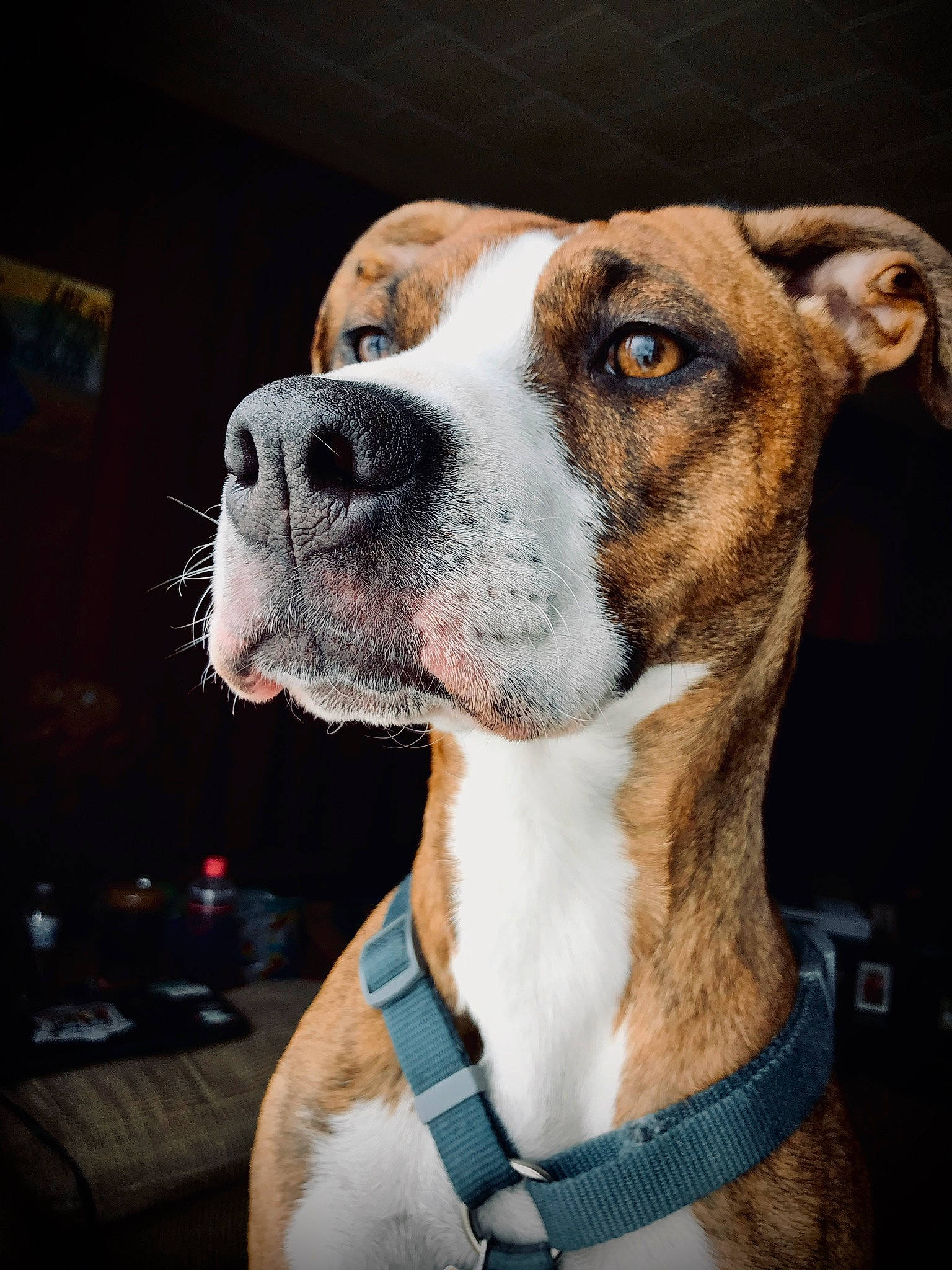 Roxy Jo joined the competition — help win amazing prizes! canidae, carnivore, collar, companion_dog, dog, dog_breed, dog_collar, ear, fawn, fur, giant_dog_breed, hunting_dog, liver, non_sporting_group, pet_supply, snout, sporting_group, whiskers, working_animal, working_dog