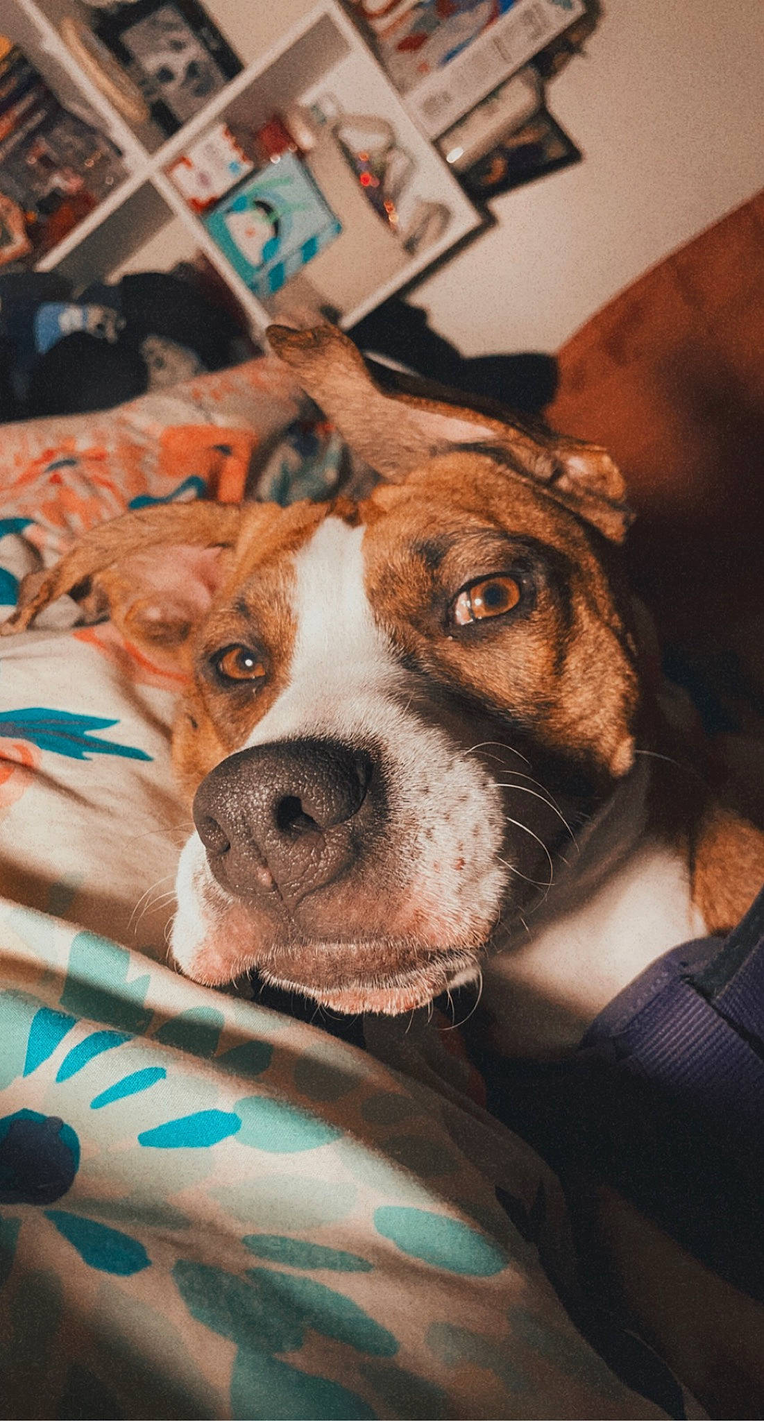 Roxy Jo joined the competition — help win amazing prizes! canidae, carnivore, companion_dog, dog, dog_breed, ear, fawn, fur, non_sporting_group, olde_english_bulldogge, picture_frame, puppy, snout, sporting_group, whiskers, working_animal, working_dog