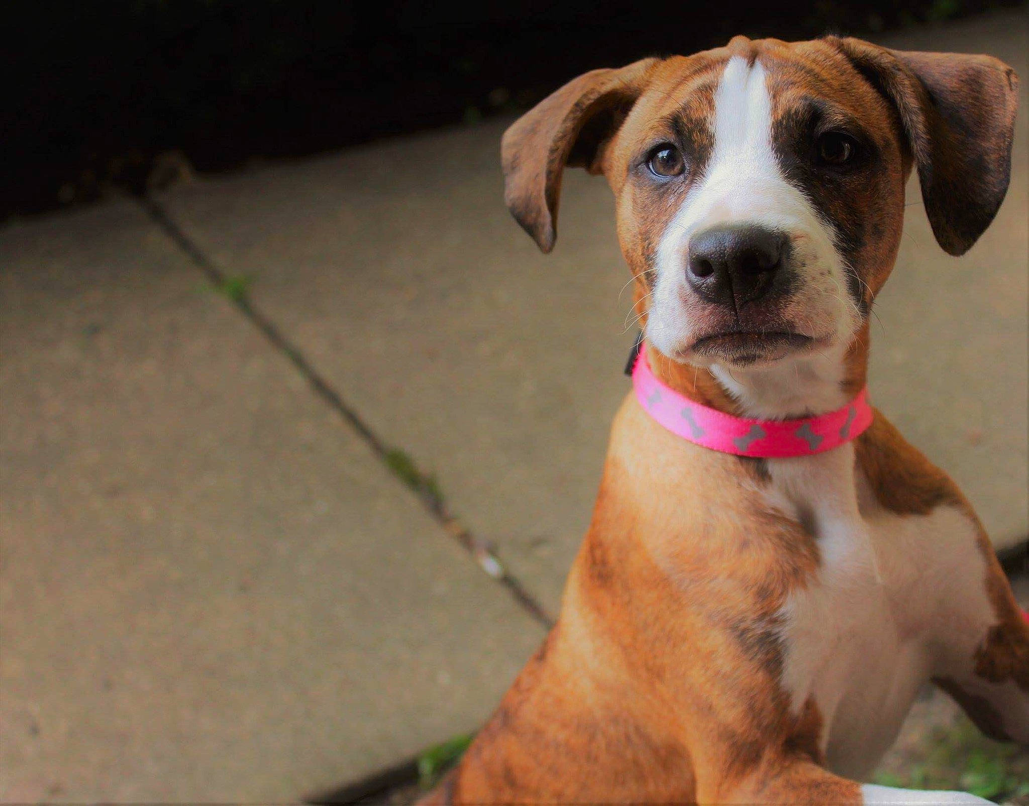 Roxy Jo is registered to the contest to win money with this photo: canidae, carnivore, collar, companion_dog, dog, dog_breed, dog_collar, dog_supply, fawn, fur, guard_dog, leash, liver, non_sporting_group, pet_supply, snout, sporting_group, whiskers, working_animal, working_dog