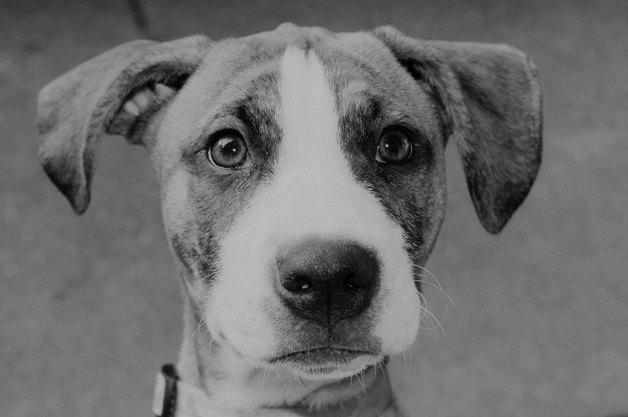 Roxy Jo is registered to the contest to win money with this photo: ancient_dog_breeds, bored, canidae, carnivore, companion_dog, dog, dog_breed, ear, fawn, fur, guard_dog, hunting_dog, monochrome, monochrome_photography, non_sporting_group, snout, sporting_group, whiskers, working_animal, working_dog