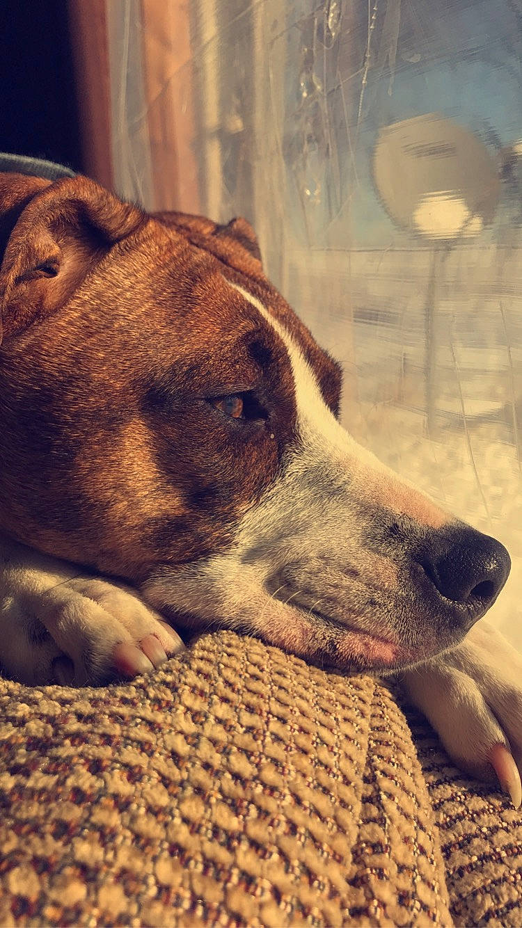 Roxy Jo is registered to the contest to win money with this photo: ancient_dog_breeds, art, canidae, carnivore, collar, companion_dog, dog, dog_breed, fawn, fur, metal, polish_greyhound, sighthound, snout, sporting_group, square, street_dog, terrestrial_animal, whiskers, working_animal