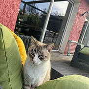 Bloo a rejoint le concours — aidez-le/la à gagner de superbes lots ! cat, blue_eyes, cushion, green_cushion, yellow_cushion, patio, outdoor, glass_door, pink_wall, wicker_chair, wooden_deck, reflection, furniture, pet, animal, curious, sitting, daylight, home, relaxed