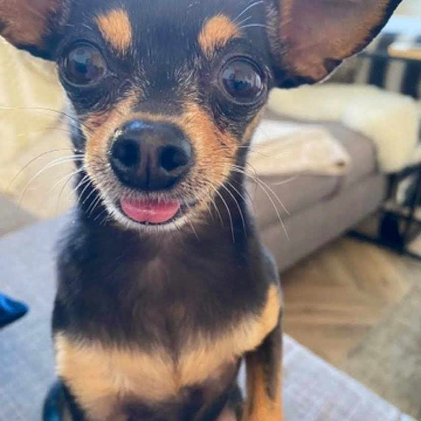 Bebe