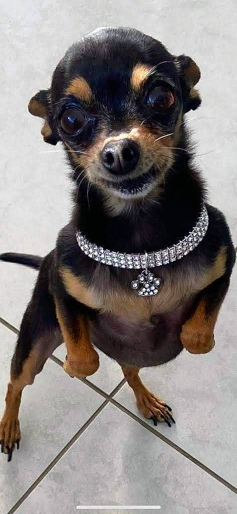 Bebe is registered to the contest to win money with this photo: canidae, carnivore, collar, companion_dog, dog, dog_breed, dog_collar, dog_supply, fashion_accessory, fawn, fur, leash, pet_supply, puppy, snout, sporting_group, toy_dog, whiskers, working_animal, working_dog