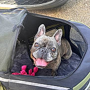 Mushu participe au concours pour gagner de l'argent avec cette photo : dog, french_bulldog, pet_stroller, toy, pink_toy, outdoor, car, pavement, happy, smiling, pet, animal, canine, closeup, face, ears, tongue, fur, wheel, mesh