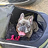 dog, french_bulldog, pet_stroller, toy, pink_toy, outdoor, car, pavement, happy, smiling, pet, animal, canine, closeup, face, ears, tongue, fur, wheel, mesh