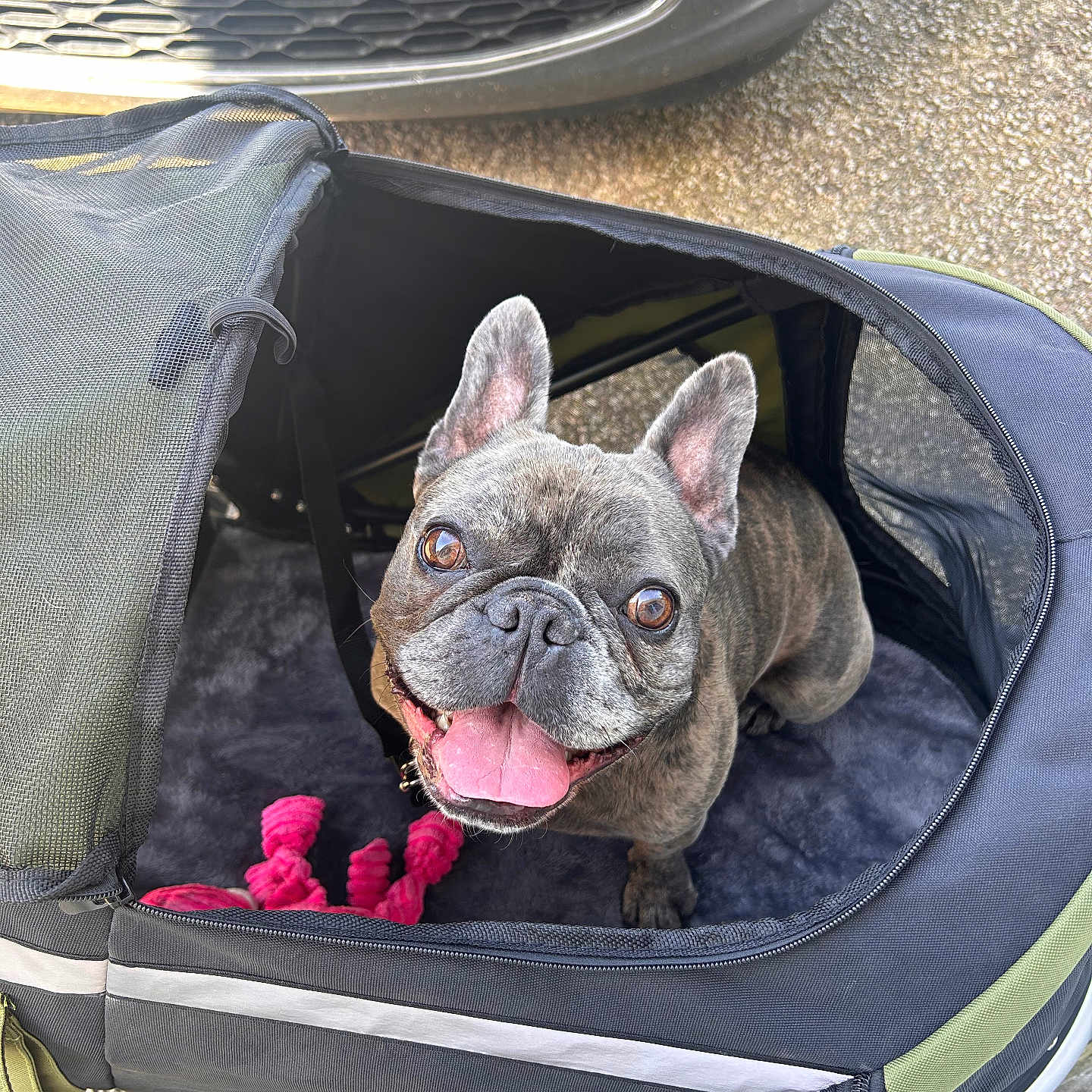 Mushu