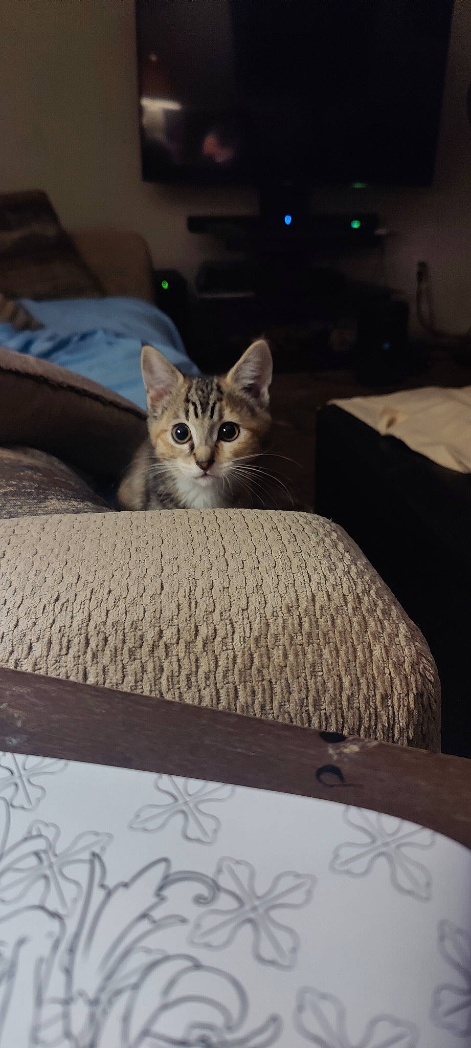 Kitana joined the competition — help win amazing prizes! brown, carnivore, cat, comfort, domestic_short_haired_cat, door, felidae, floor, flooring, fur, grey, hardwood, linens, rectangle, room, small_to_medium_sized_cats, snout, tail, whiskers, wood